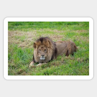 King of the Jungle Sticker